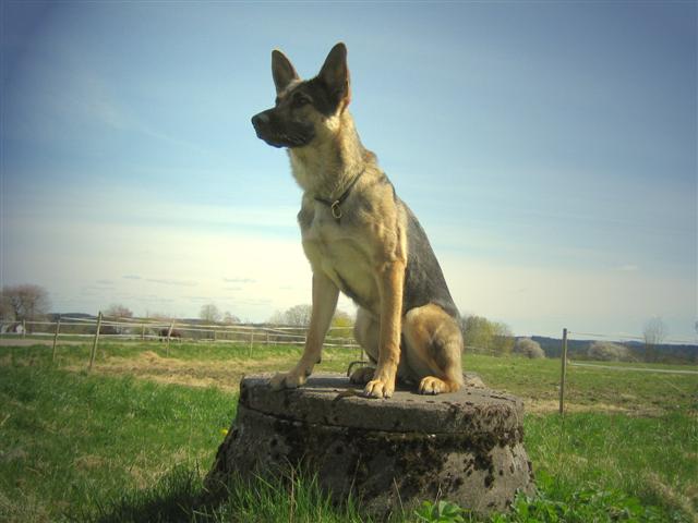Nirafin1 (Small).jpg