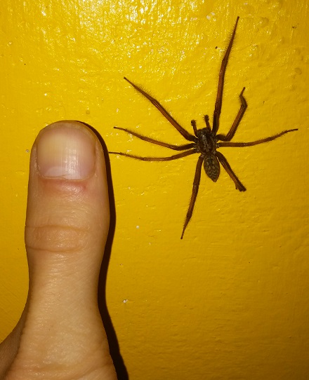 spider.jpg